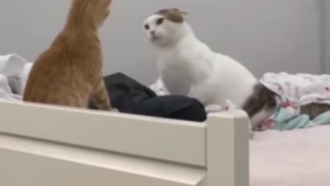 Funny video animals