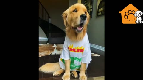 Dog's Family Conversation