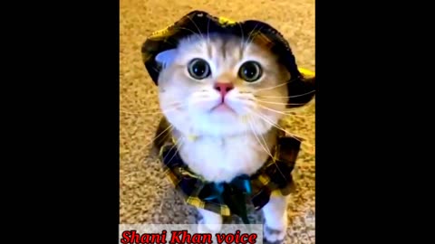 Cat remarkably startled by harmless object | Cat FUNNY