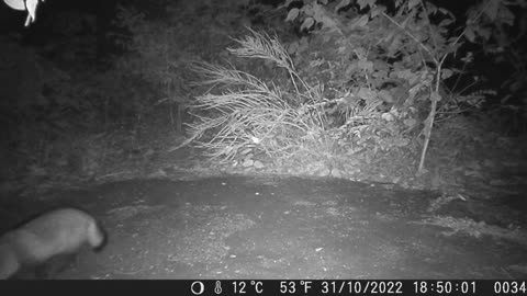 【WILD Animal TOKYO】Japanese TANUKI is looking for a food before winter.