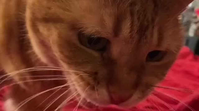 Get the ID number of the lost pet.
