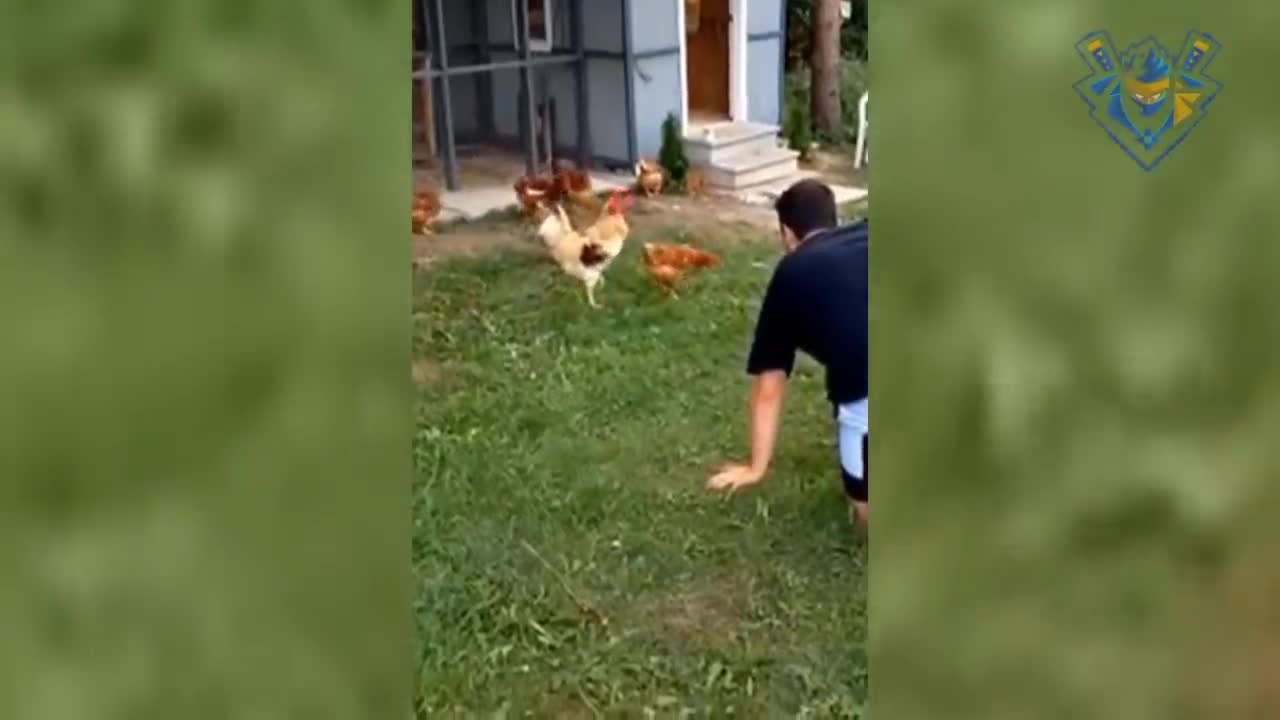 Funny animal attack. 99% try very hard to not laugh
