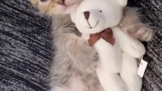 Lovely Cat #9