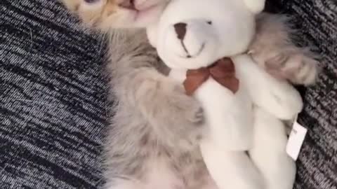 Lovely Cat #9