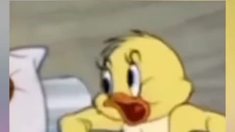 funny animal videos