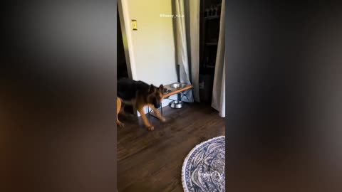 best funny animal video compilation 2022 - funny pet cat dog