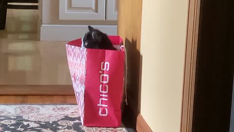 Try Not To Laugh | Funniest Cat Videos In The World | Funny Animal Videos #2
