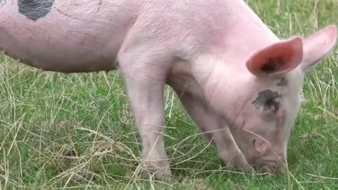 Les refuges pour animaux d’élevage L214 éthique et animaux