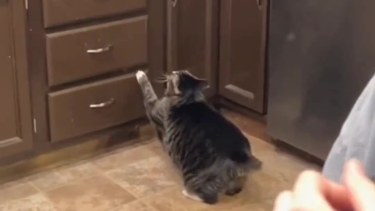 Funny cat and dogs video