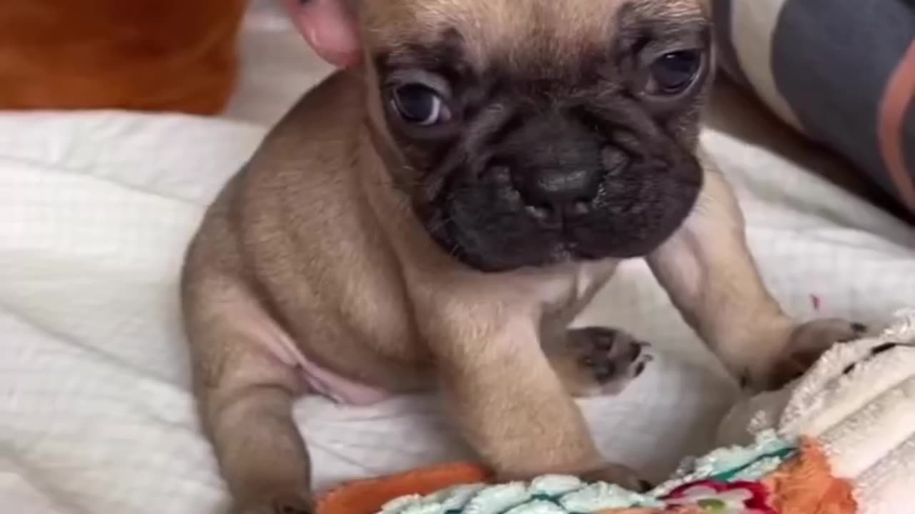 Funny dogs videos // dogs lover // amazing dog