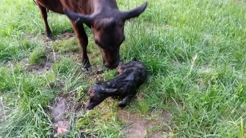 Nina's First Few Minutes
