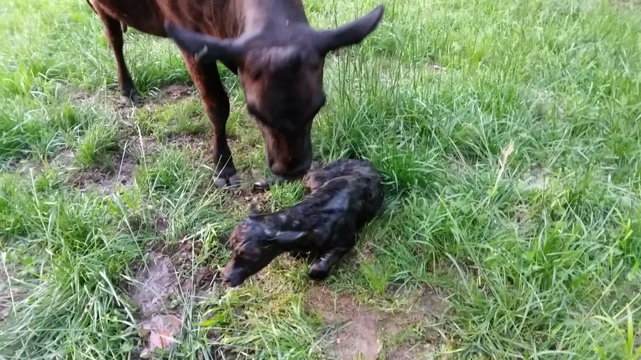 Nina's First Few Minutes