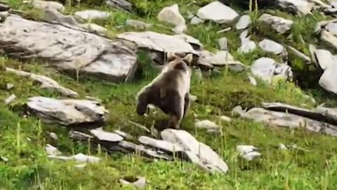 Bear be running 😊