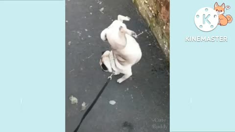 Dog funny video