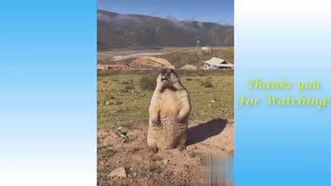 Funny Animals Compilation #1