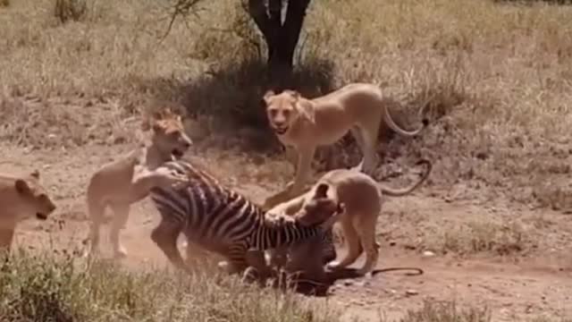 The poor zebra was surrounded by a pride of lions