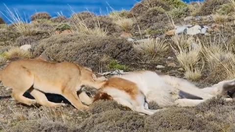 Animal world amazing #319