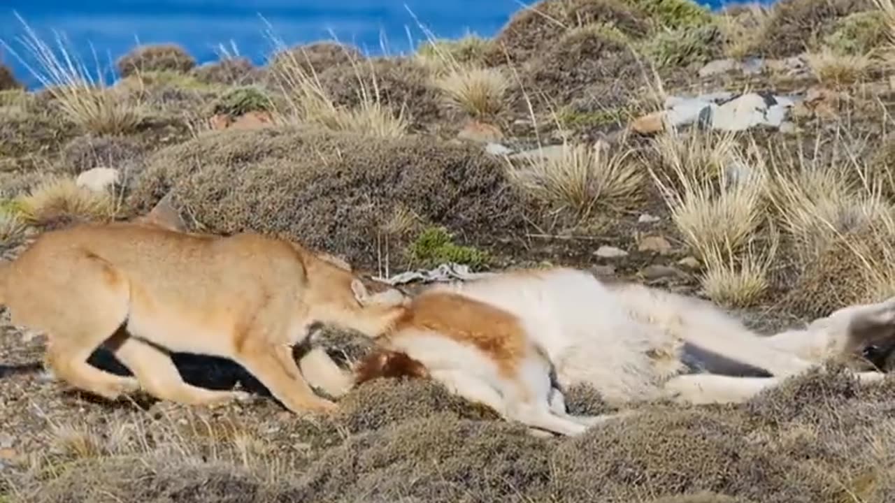 Animal world amazing #319