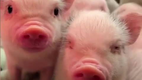 Little pigs