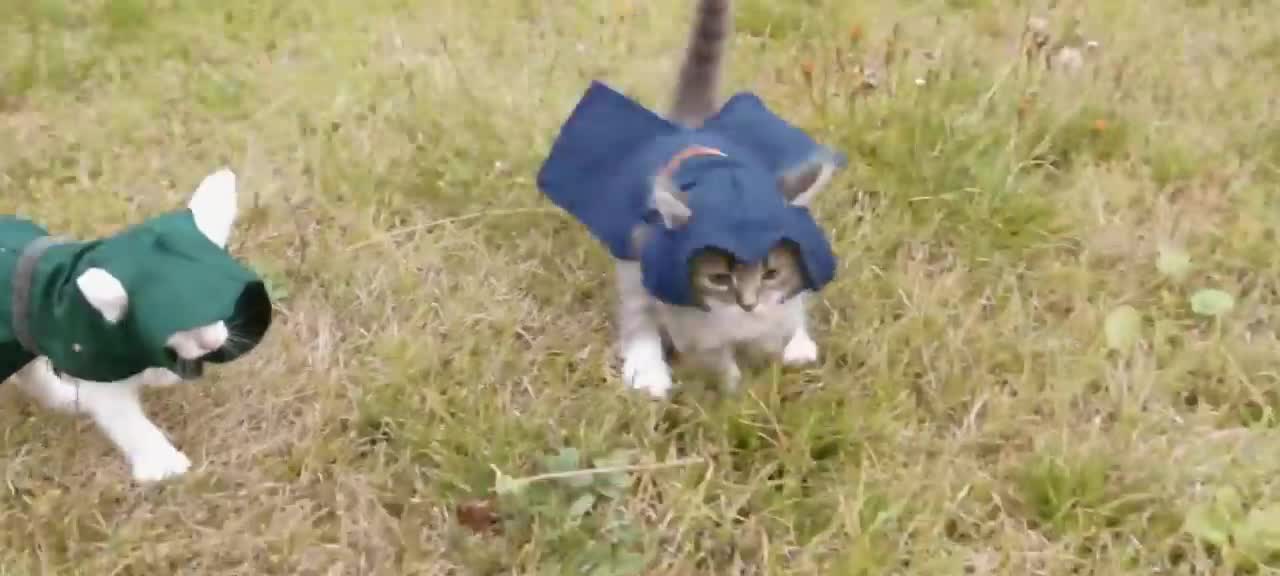 Assassin's Kittens!