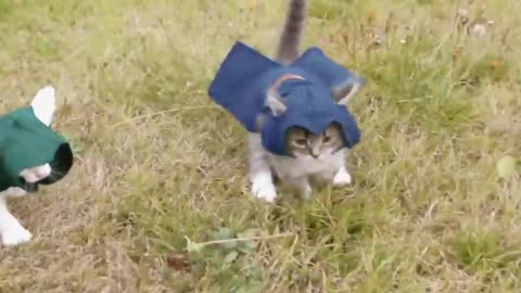 Assassin's Kittens!
