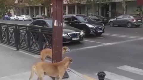 Stray smart dogs