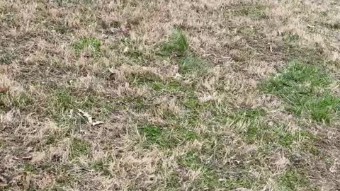 Princess runs with soccer ball