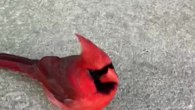 Beautiful cardinal