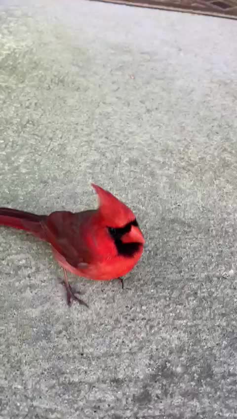 Beautiful cardinal
