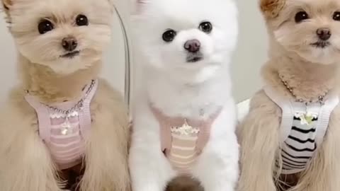 Cute animal video