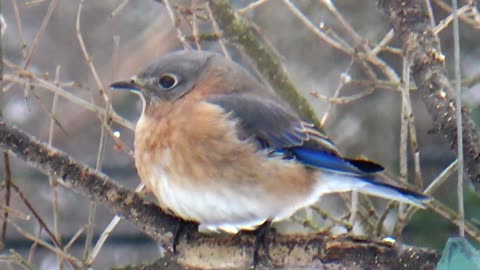 Bluebird