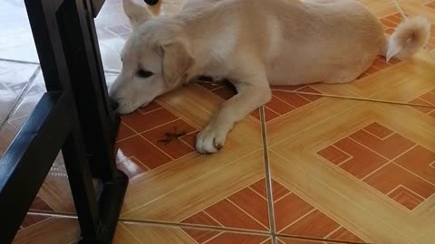 Goji the wonder dog