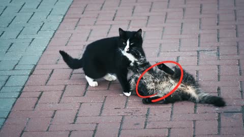 Two cats fighting