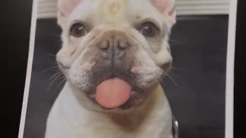 Cute doggy