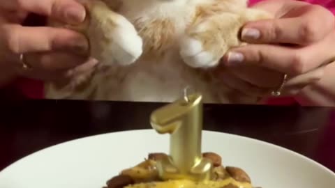 Funny cats video