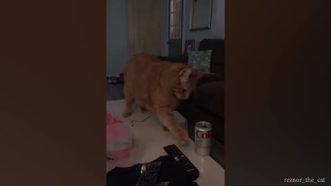 New Funny Animal Videos
