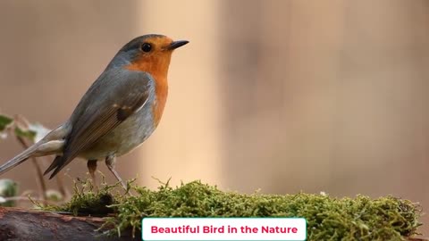 Beautiful Bird in the Nature