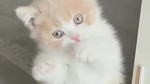 Funniest Pets - Best Funny Animal Videos 2022 😇😹誰も得ることができない #Shorts.mp4
