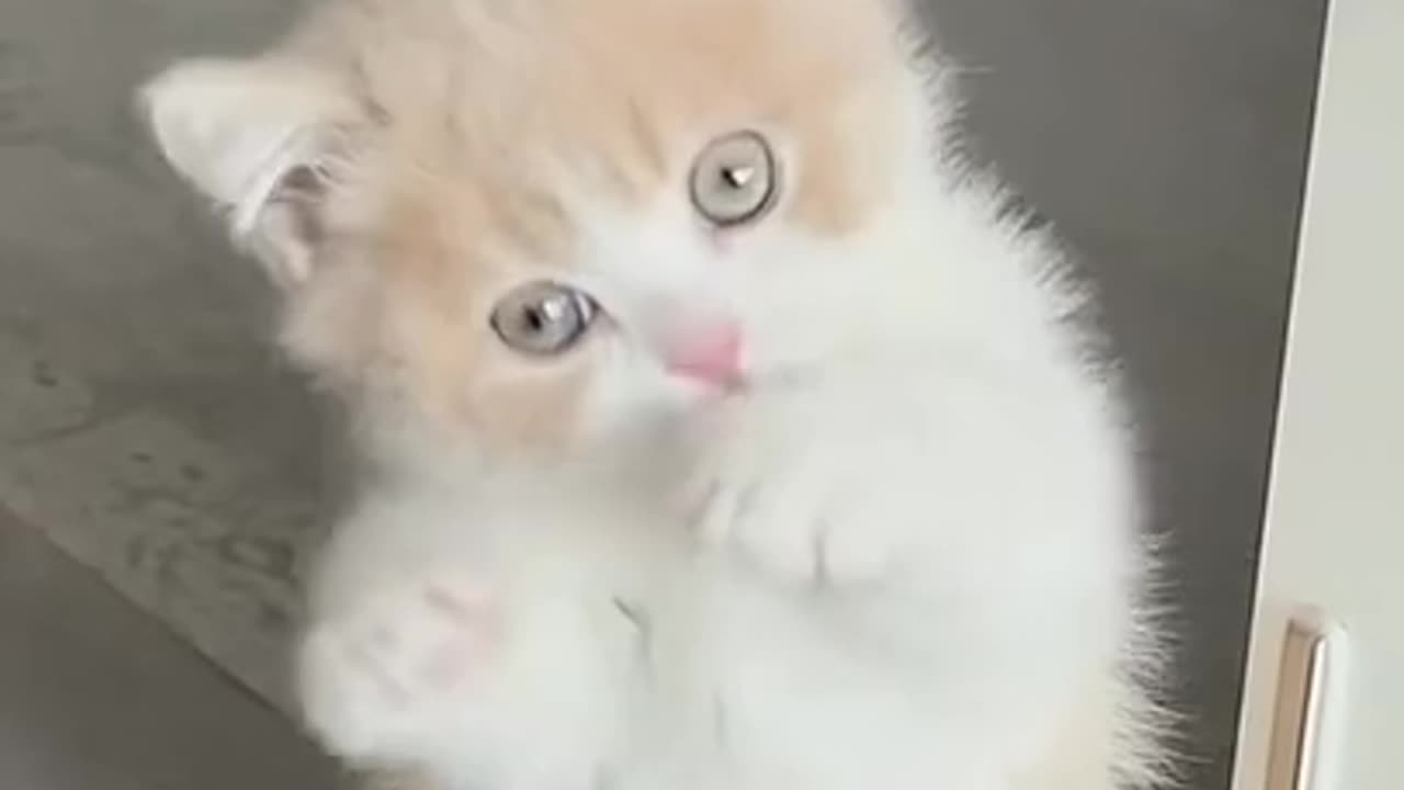 Funniest Pets - Best Funny Animal Videos 2022 😇😹誰も得ることができない #Shorts.mp4