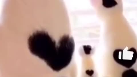 Cat family who love each other