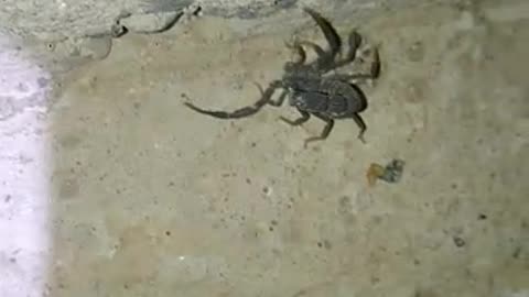 Scorpion 🦂