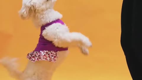 Amazing Dog 🐶 Training 😘 #rumble #virelvideo