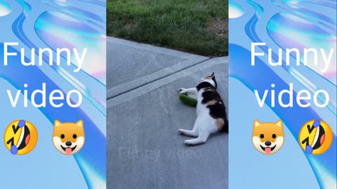 Funny Animals Videos and dogs🐱🐶
