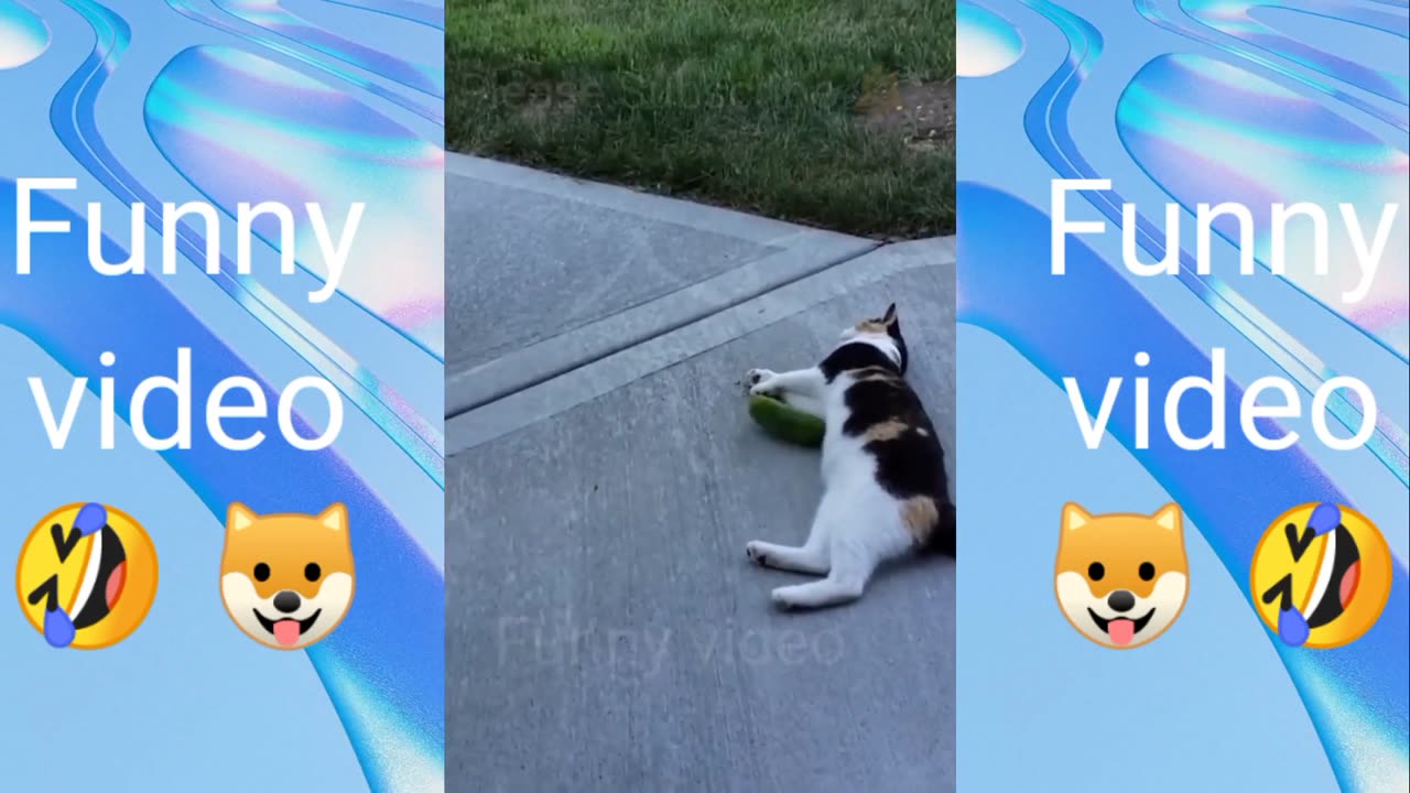 Funny Animals Videos and dogs🐱🐶