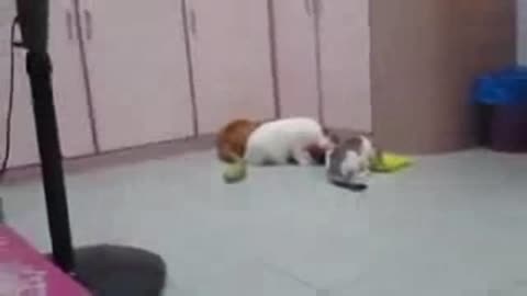 Scared #Cats VS Cucumbers