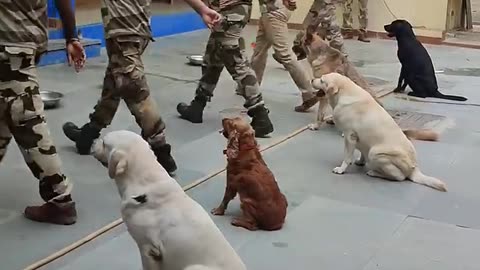 Dogs feeding training