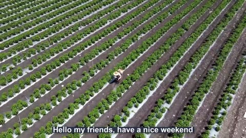 Green Chili Pepper Farming and Harvest - Green Chili Pepper Processing Factory - Chili Cultivation