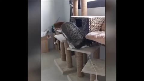 Funny Animal Videos Compilation #2 | Best Funny Pets Videos