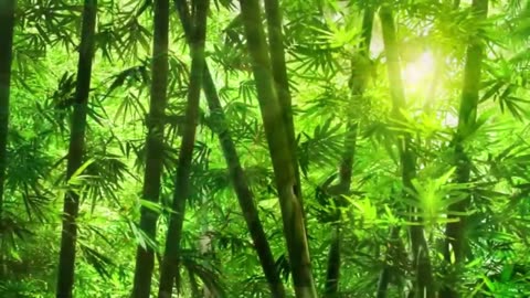 Relaxing Music, Soothing Music, Calming Music