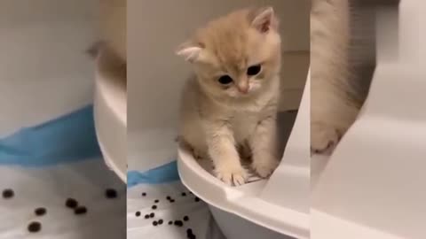 Cute cat video cat funny video cat amazing reaction funny animal video